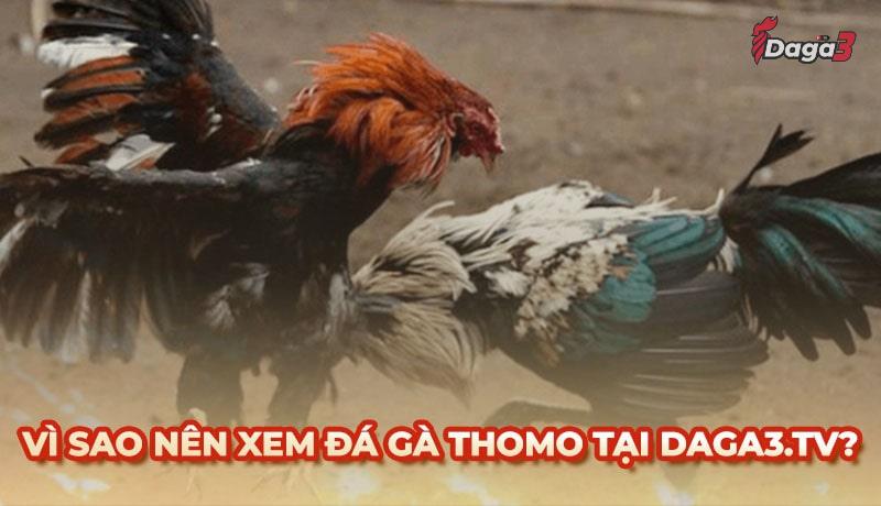 Vì sao nên chọn hungthinhhanoi.com để xem đá gà trực tiếp thomo