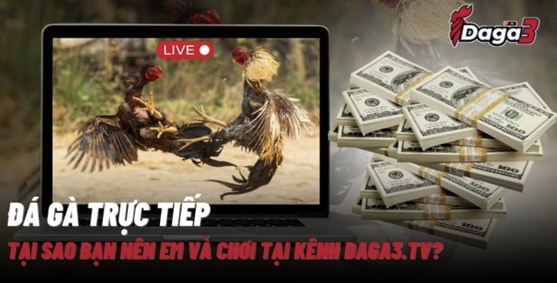 Giới thiệu về kênh đá gà trực tiếp thomo hungthinhhanoi.com